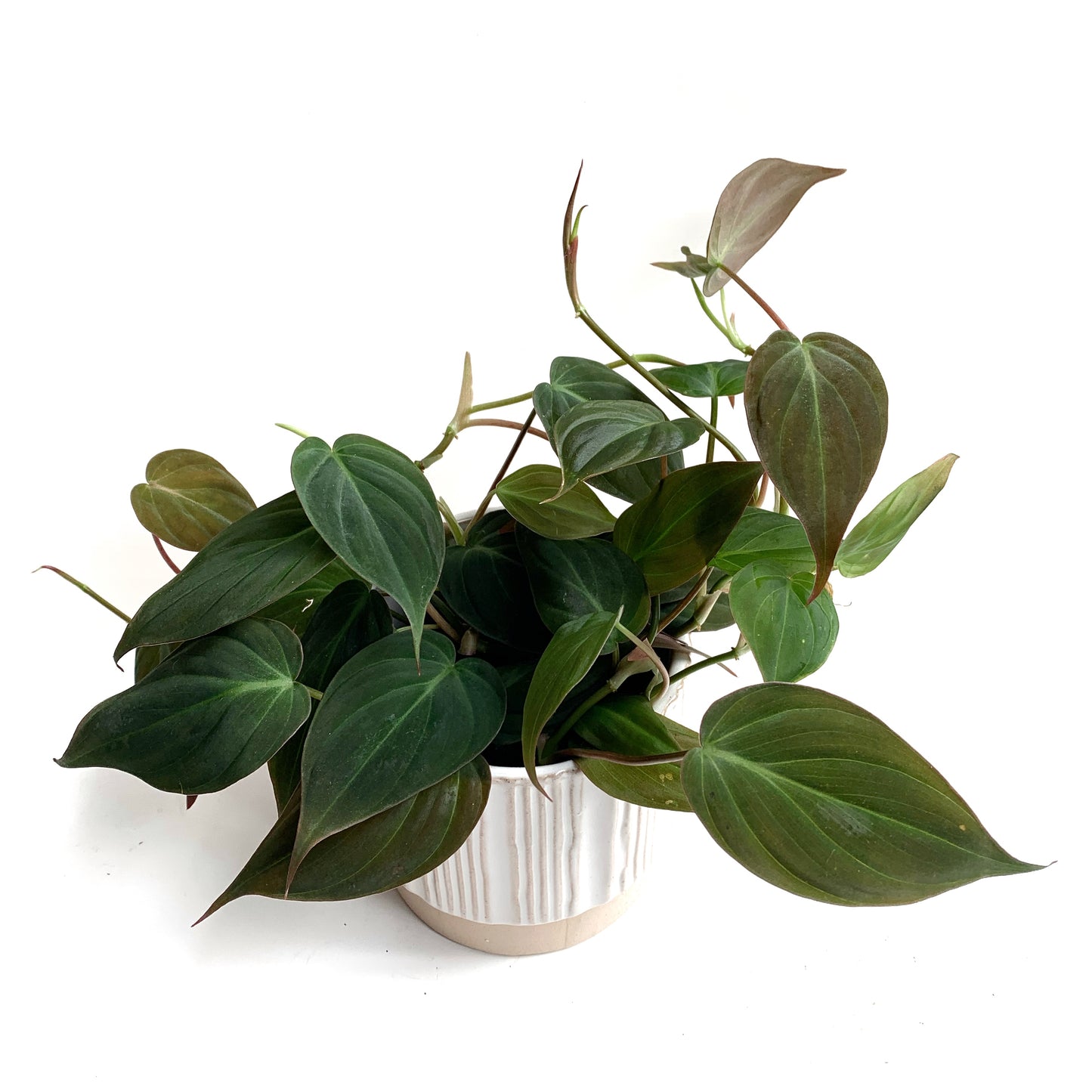 Philodendron Micans