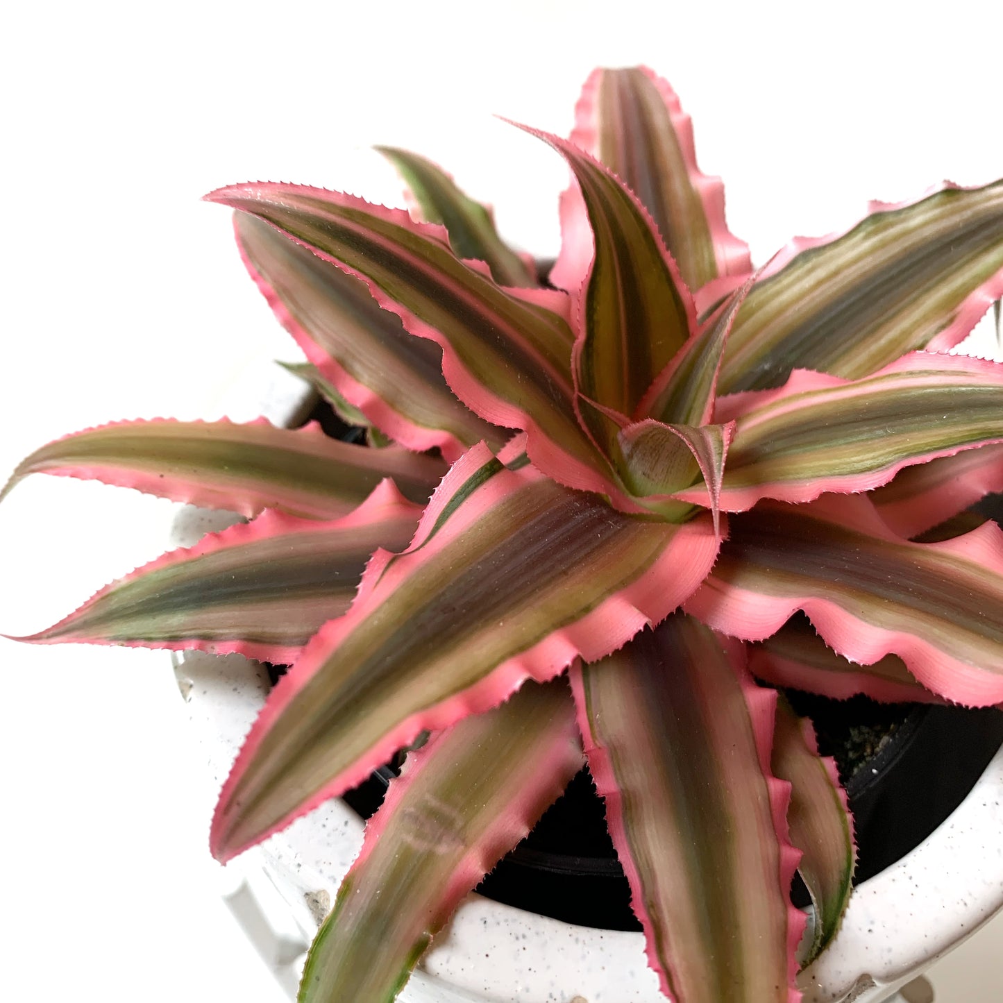 Cryptanthus | 3,5’’