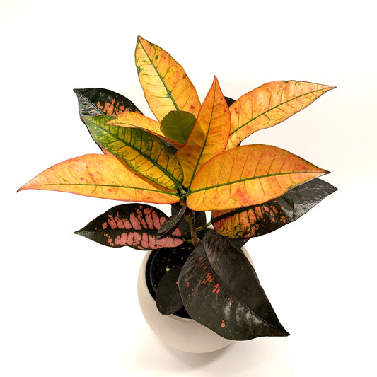 Croton 4‘’