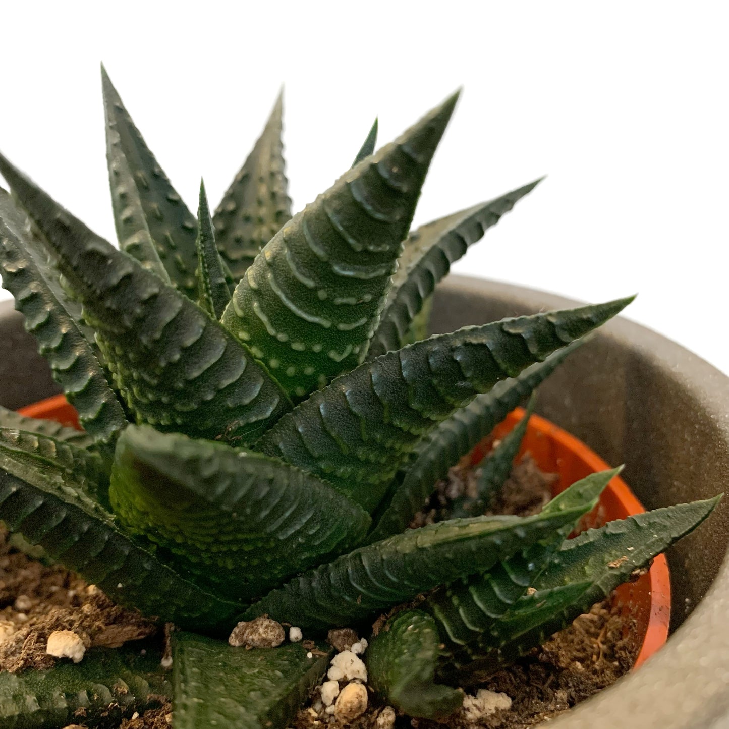 Gasteria | 4"