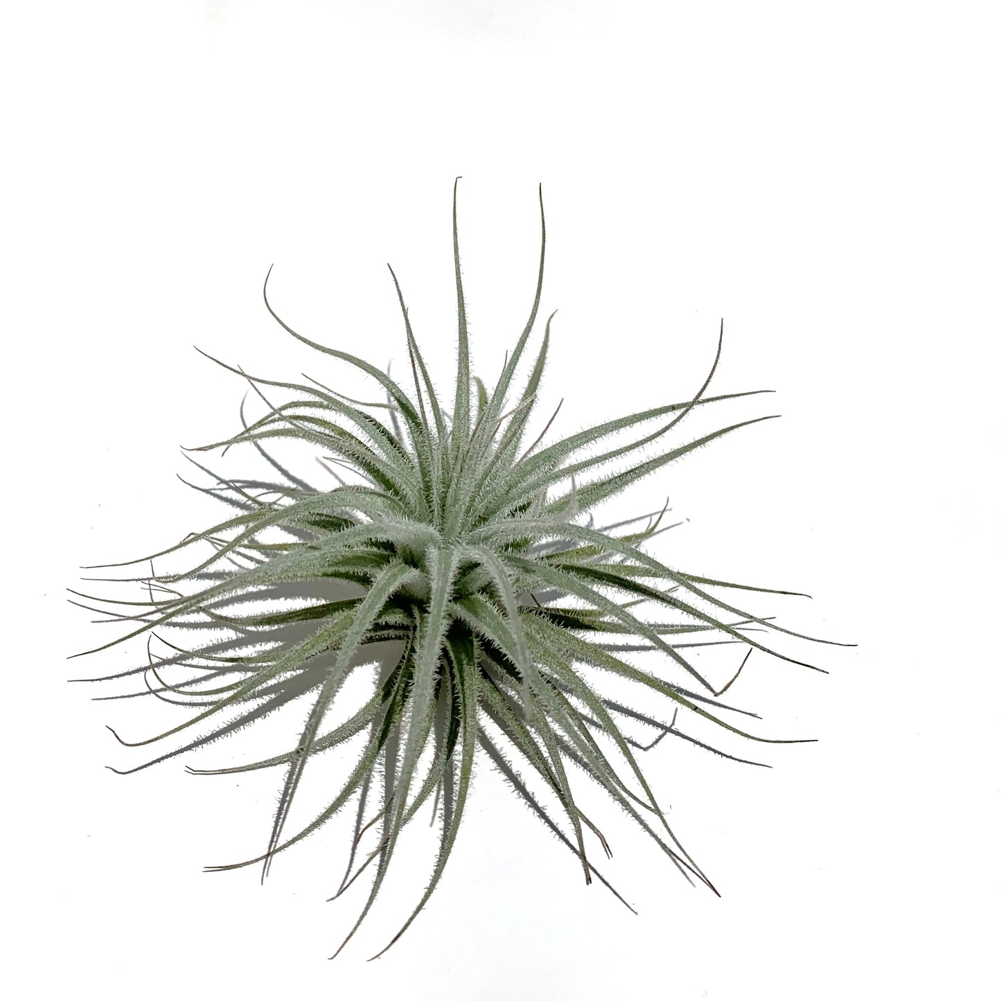 Tillandsia Tectorum