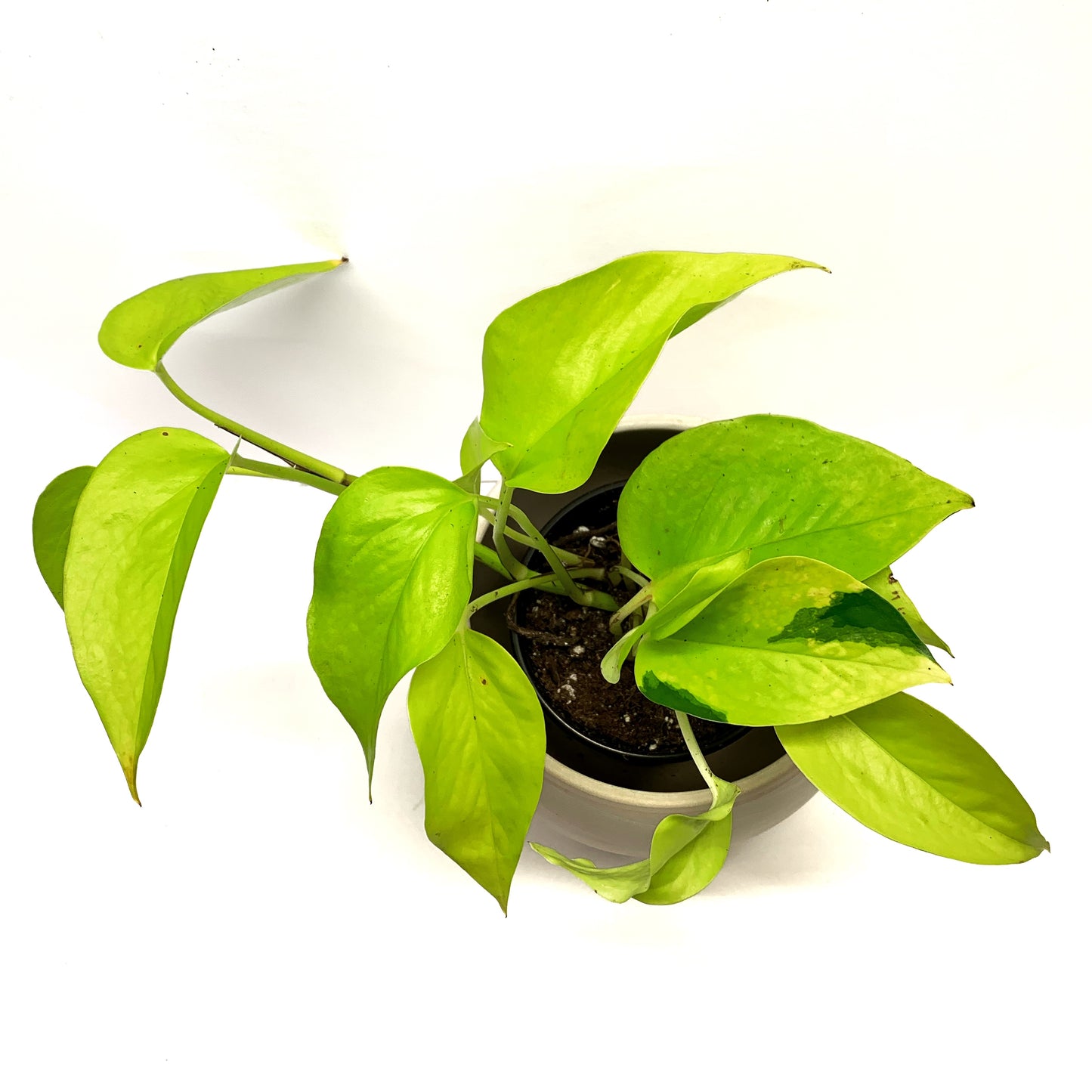 Pothos Néon