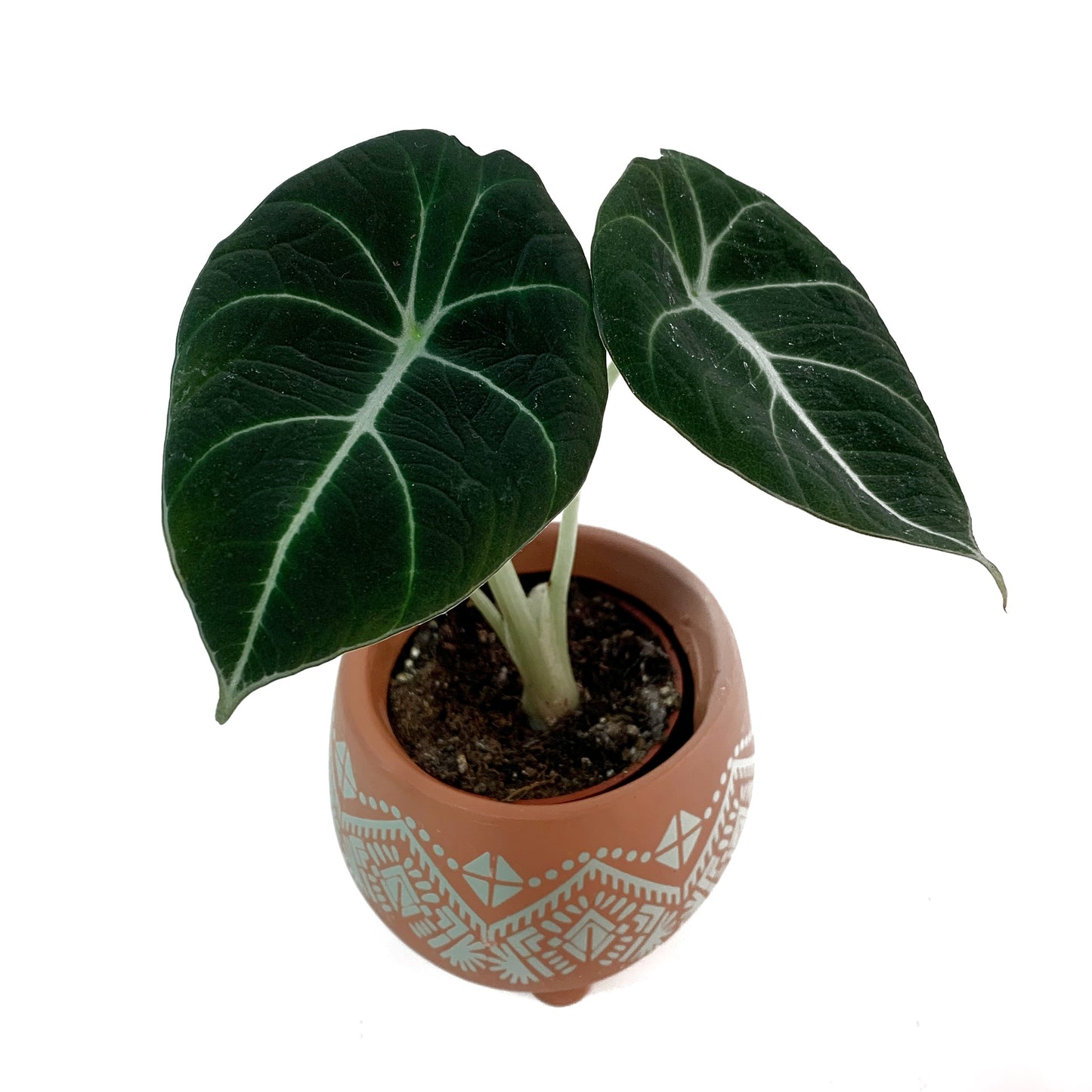 Alocasia black velvet