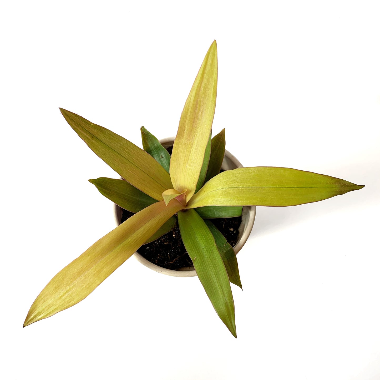 Tradescantia spathacea 'Gold' | 4’’