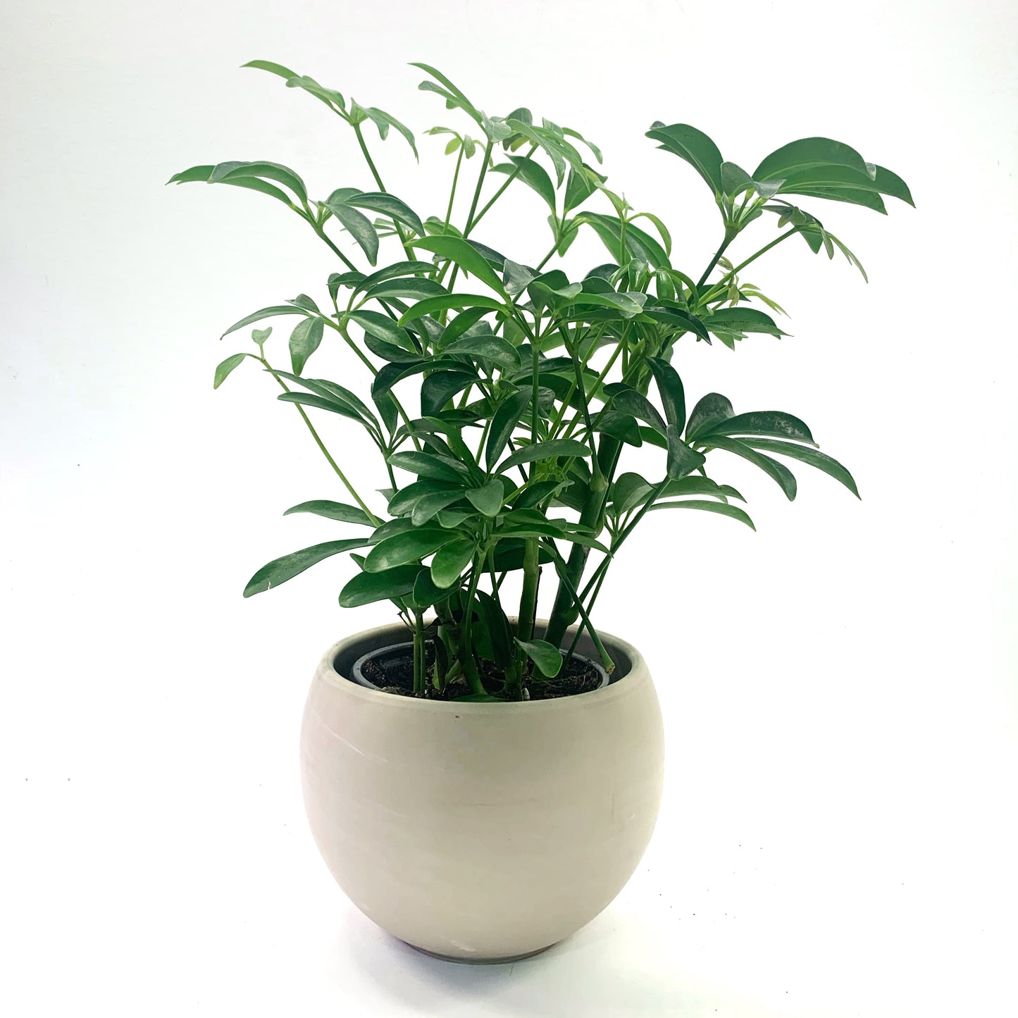 Schefflera arborocola | 4”