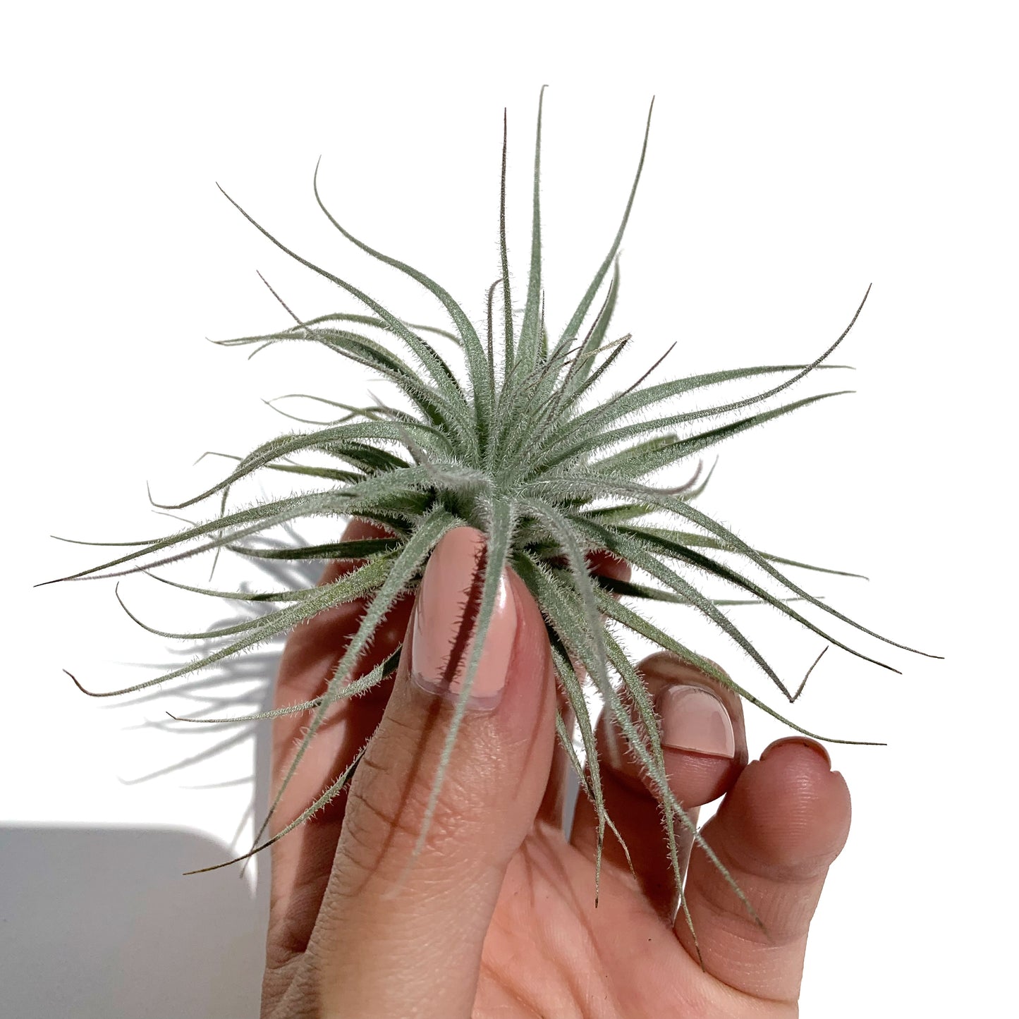 Tillandsia Tectorum