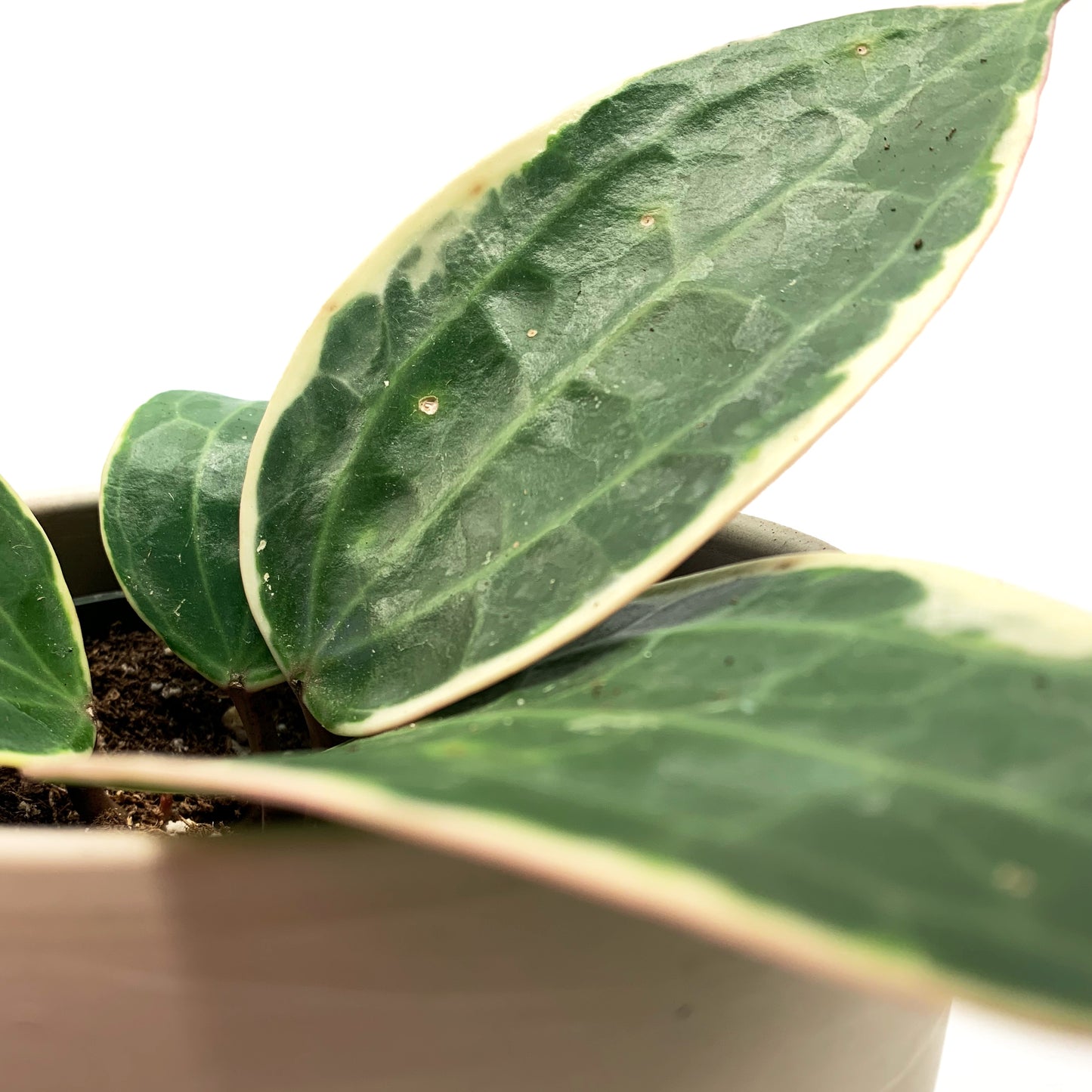 Hoya Macrophylla