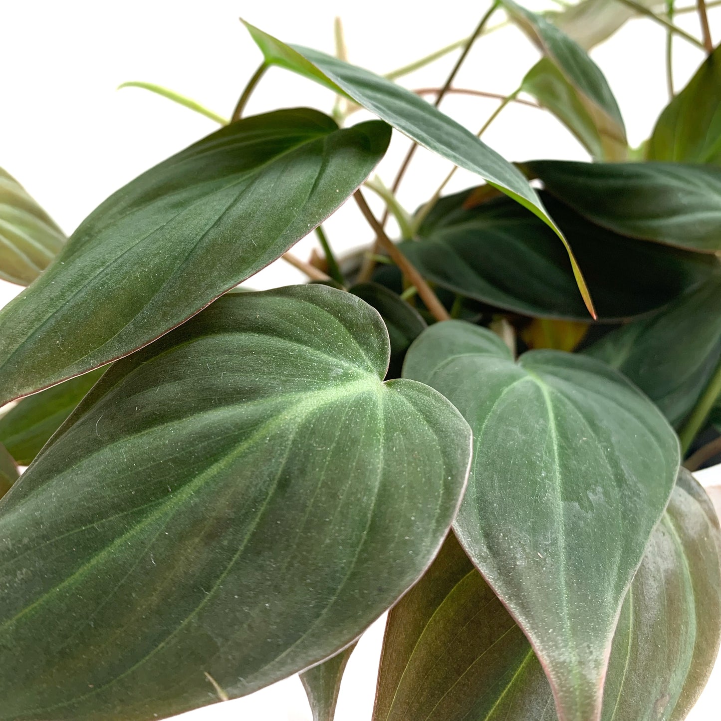 Philodendron Micans