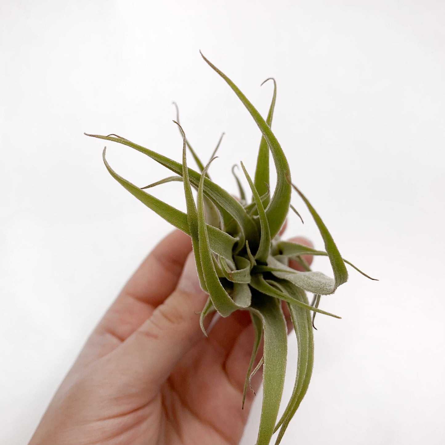 Tillandsia