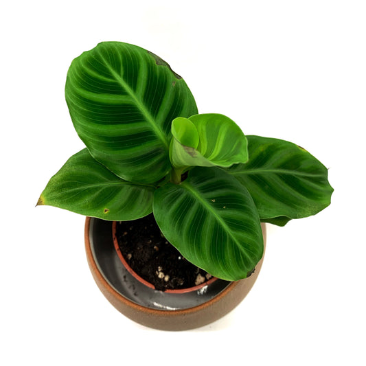 Calathea | 2,5''