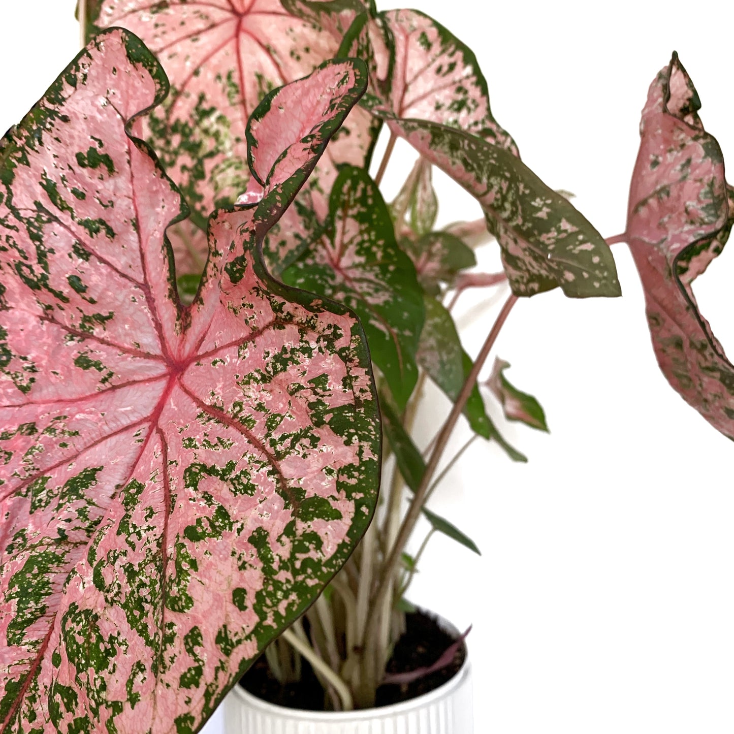 Caladium | 5”