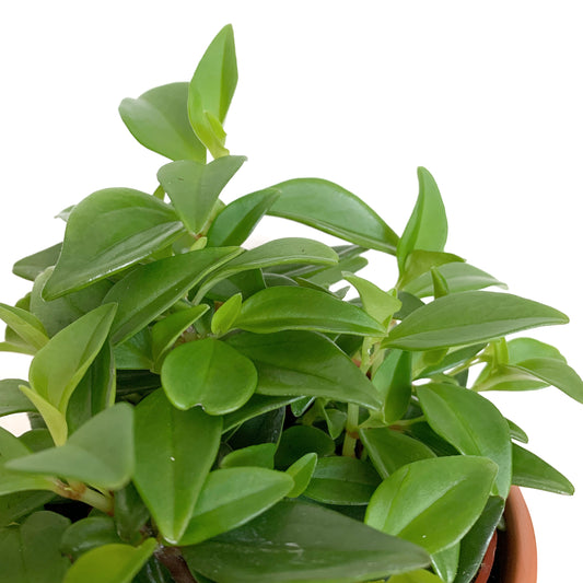 Peperomia wheeleri