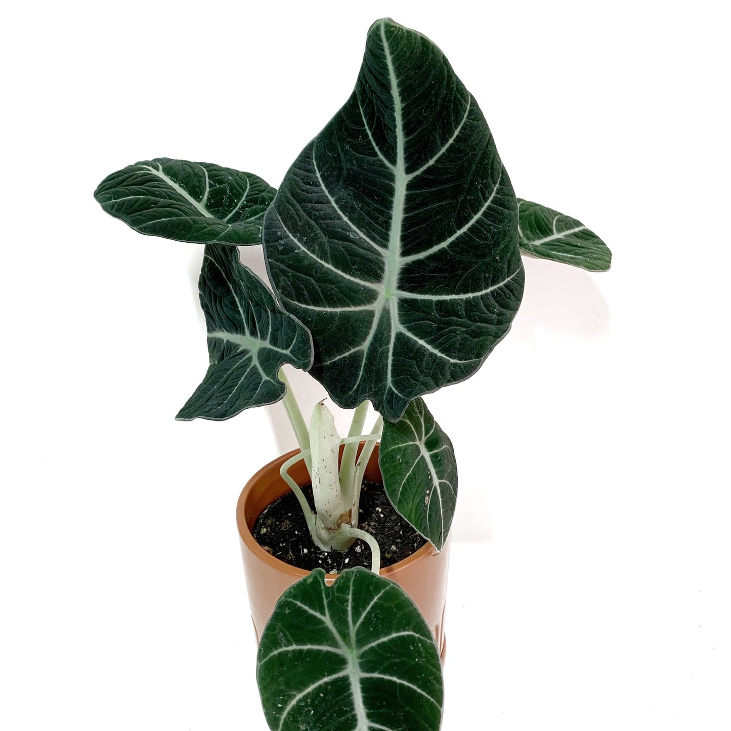 Alocasia black velvet