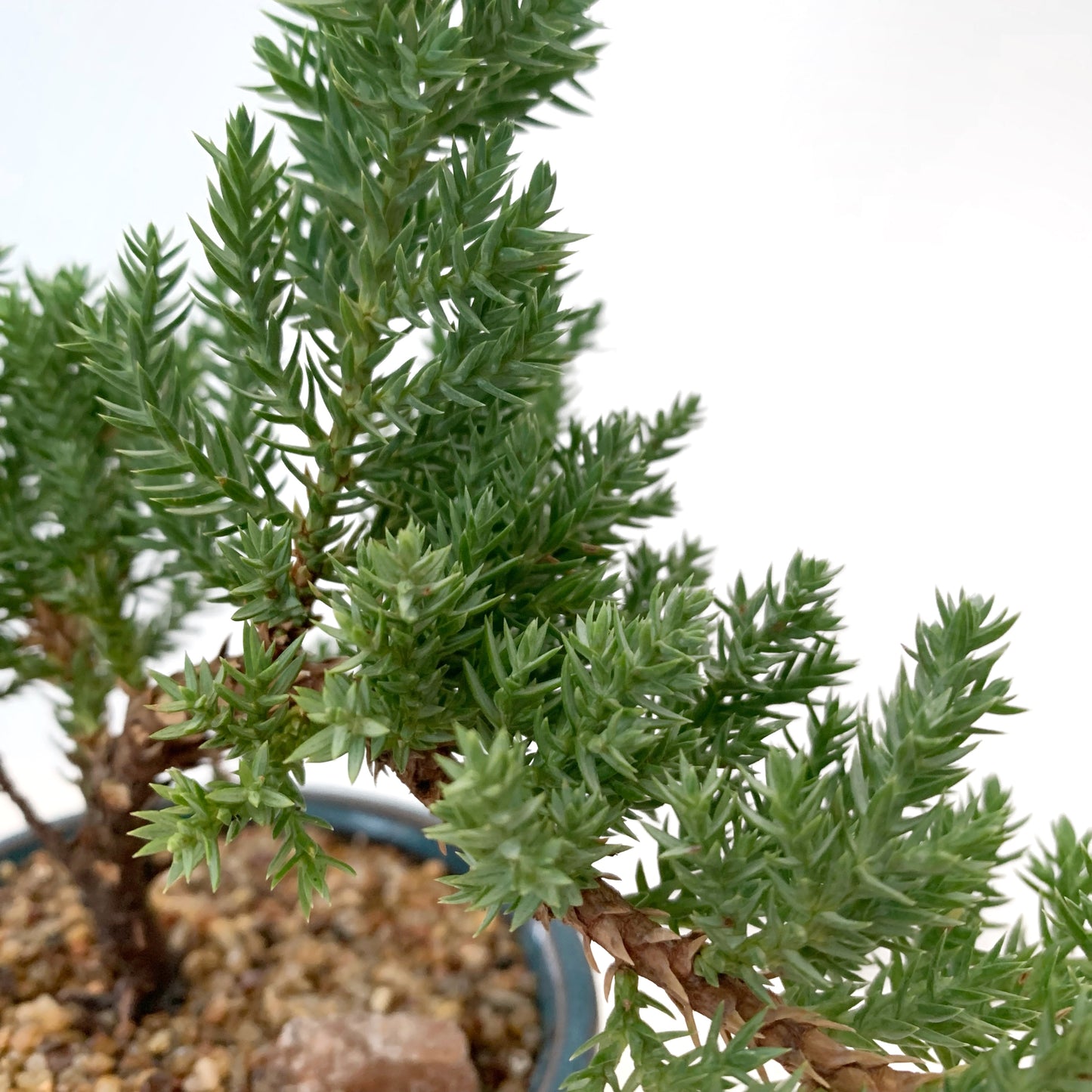 Bonsaï Juniperus | 3’’