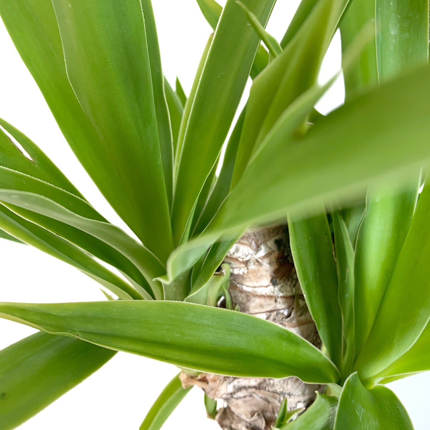 Yucca elephantipes | 6’’