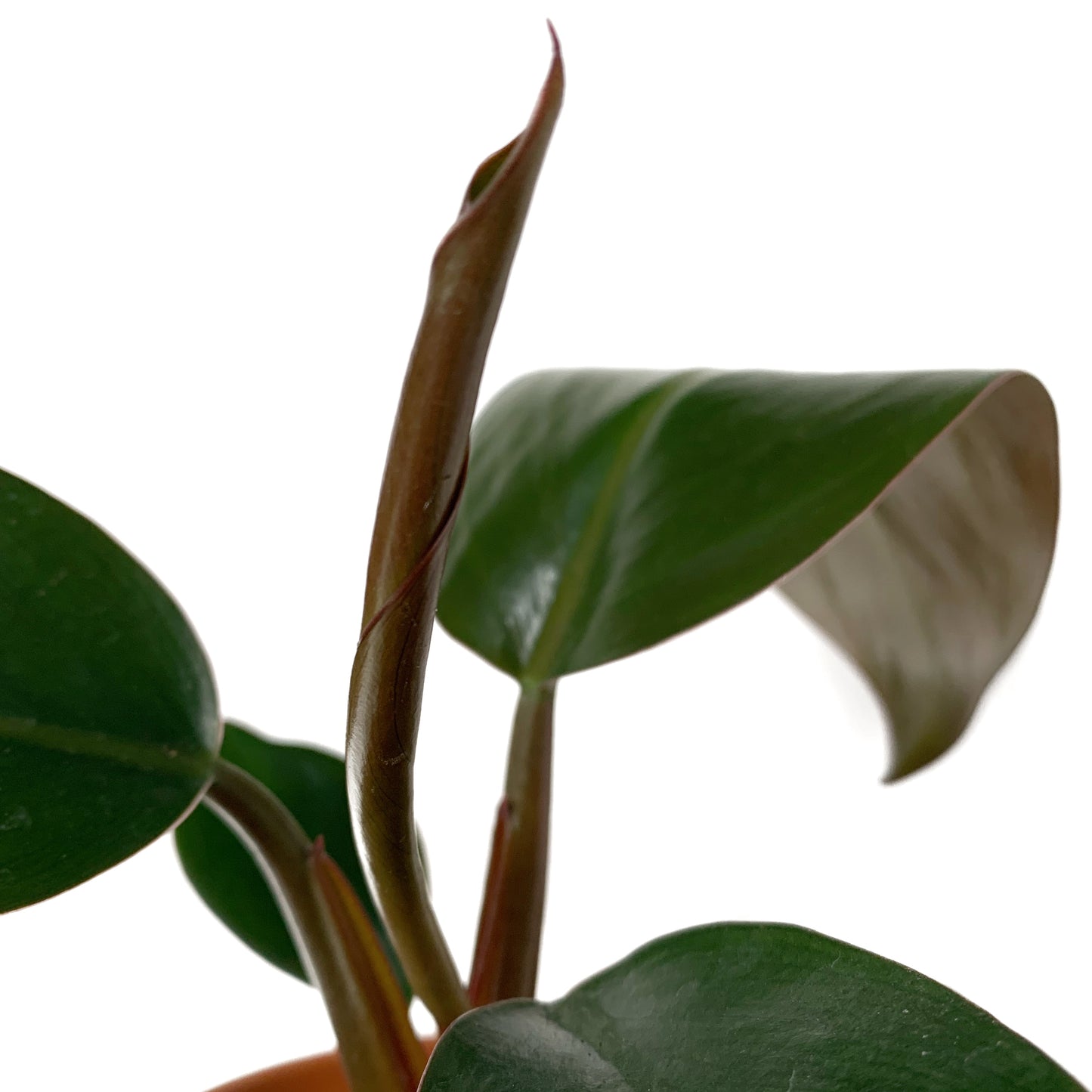 Philodendron Rojo Congo