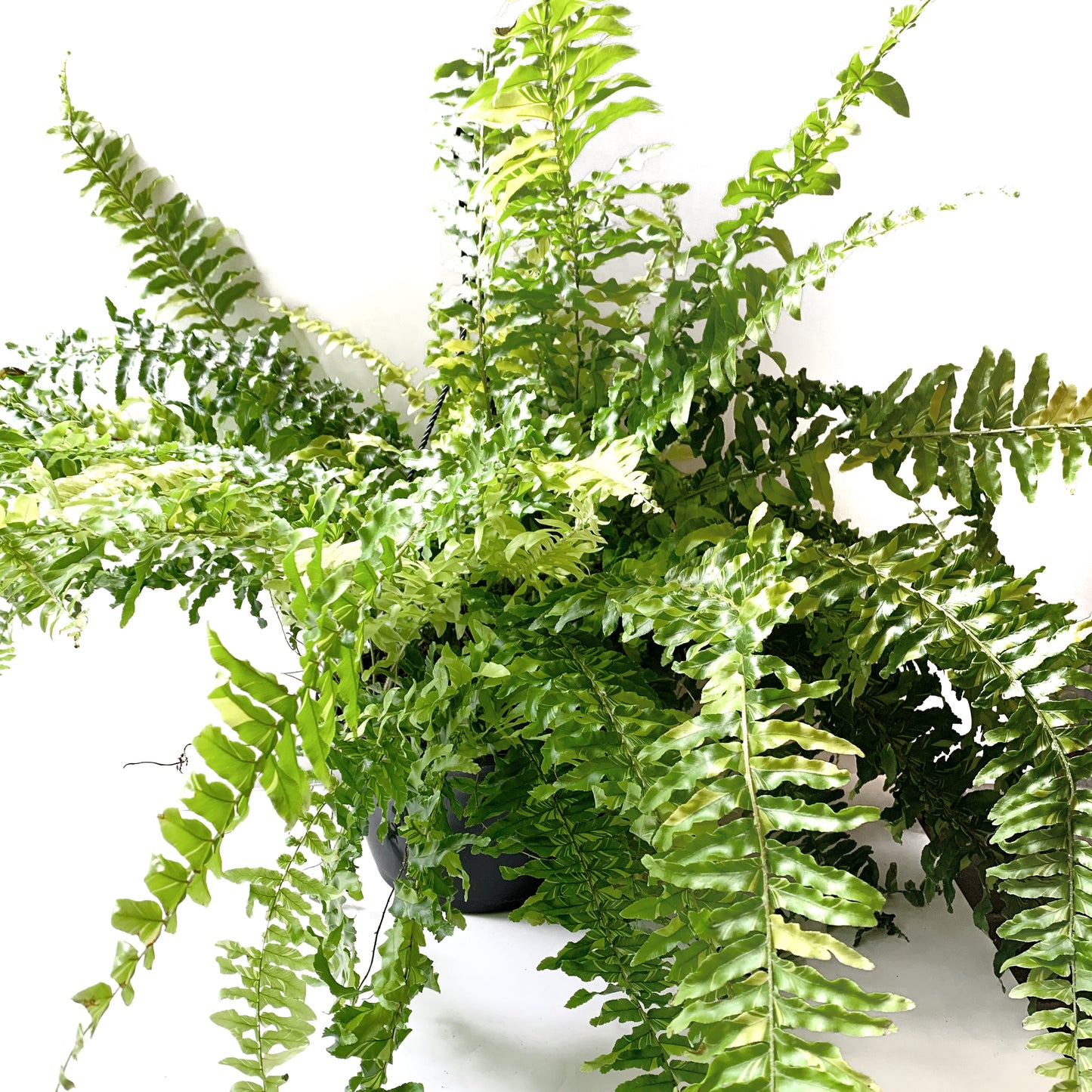 Nephrolepis exalta ‘Tiger fern’ | 10’’ | Jardinière suspendue