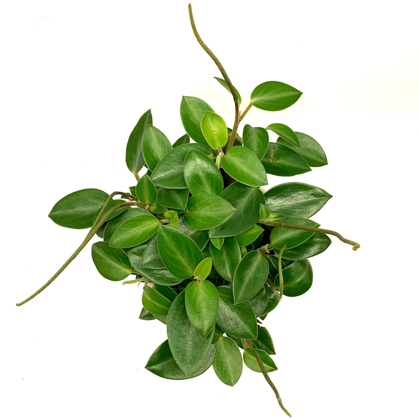 Peperomia | 4’’