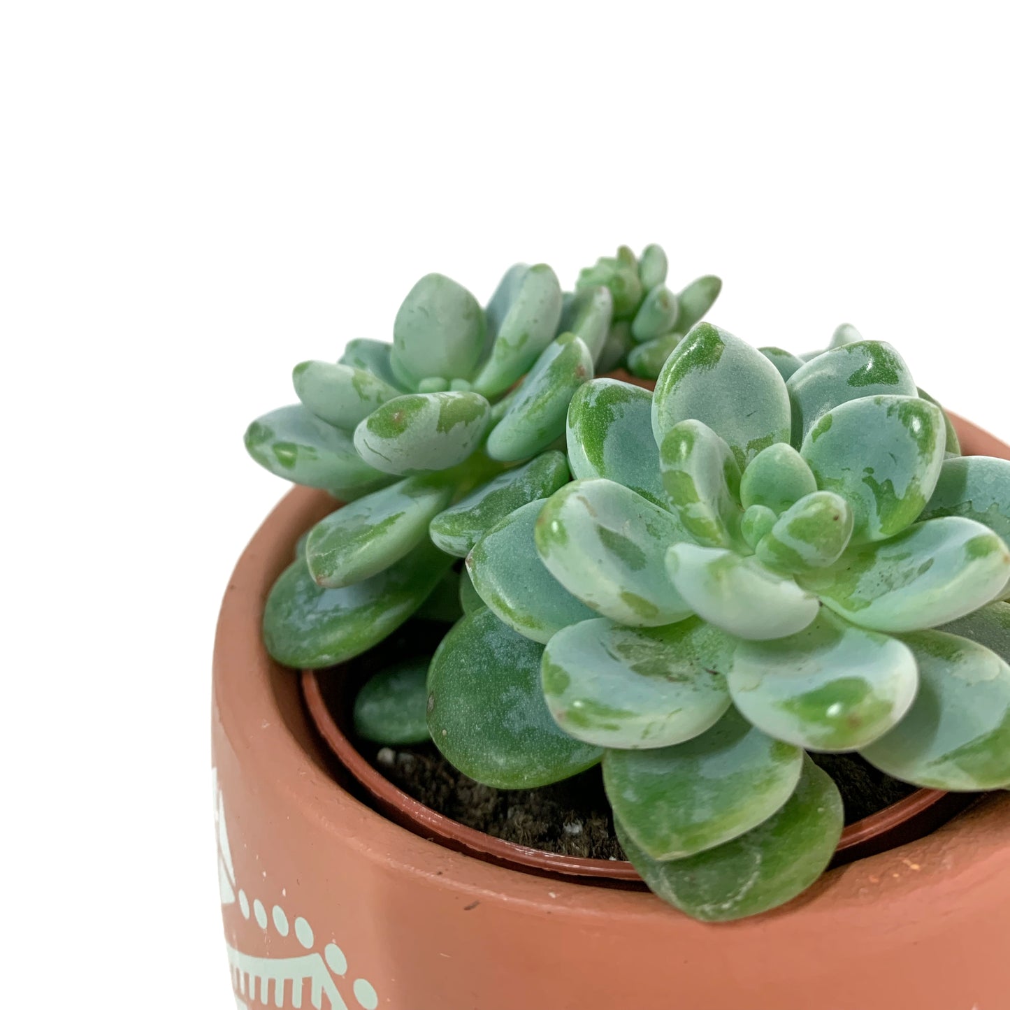 Sedum clavatum | 2,5"