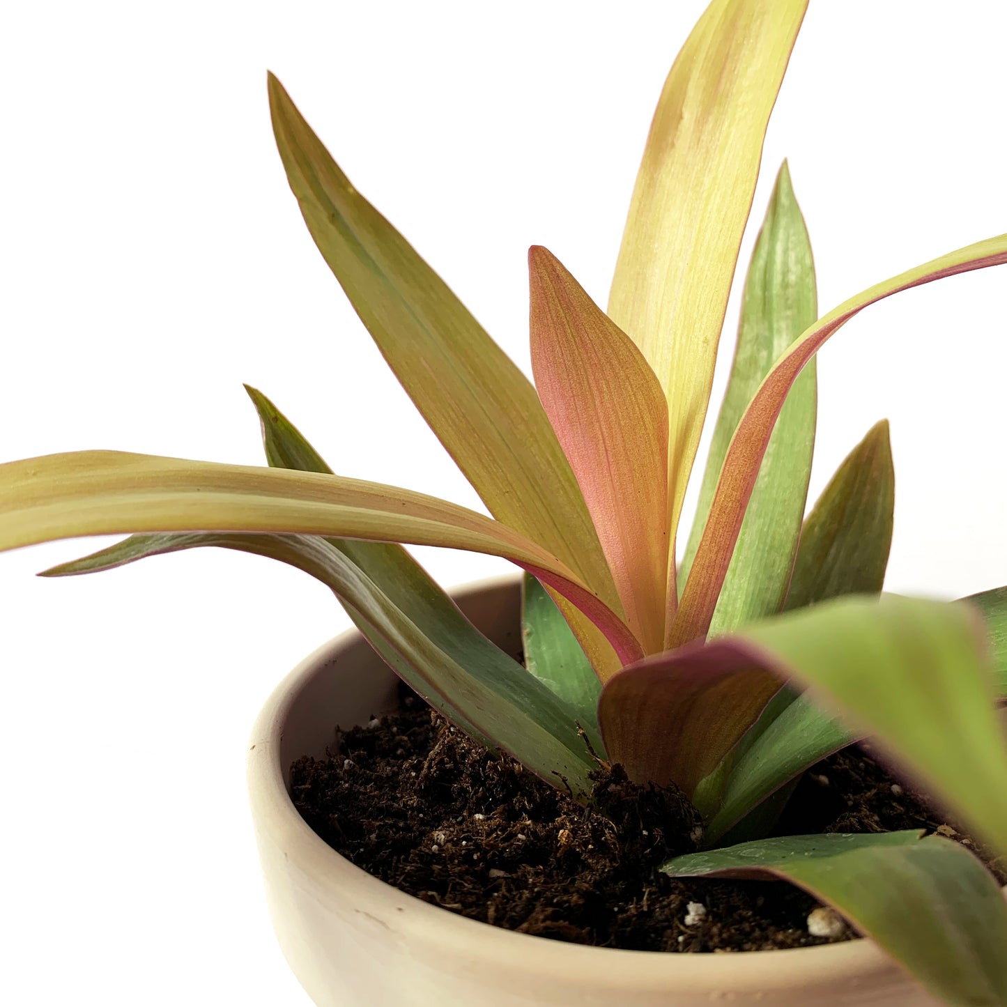 Tradescantia spathacea 'Gold' | 4’’