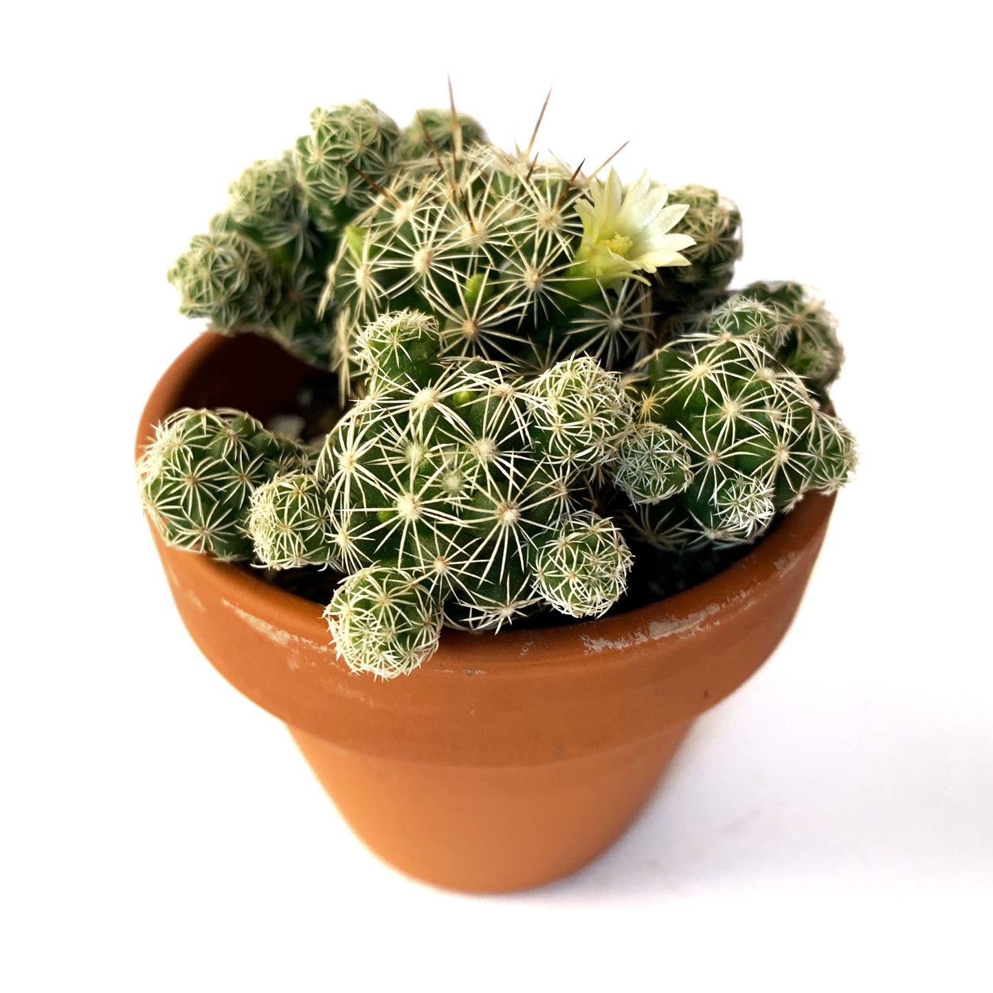 Mammillaria Fragilis | 2,5"