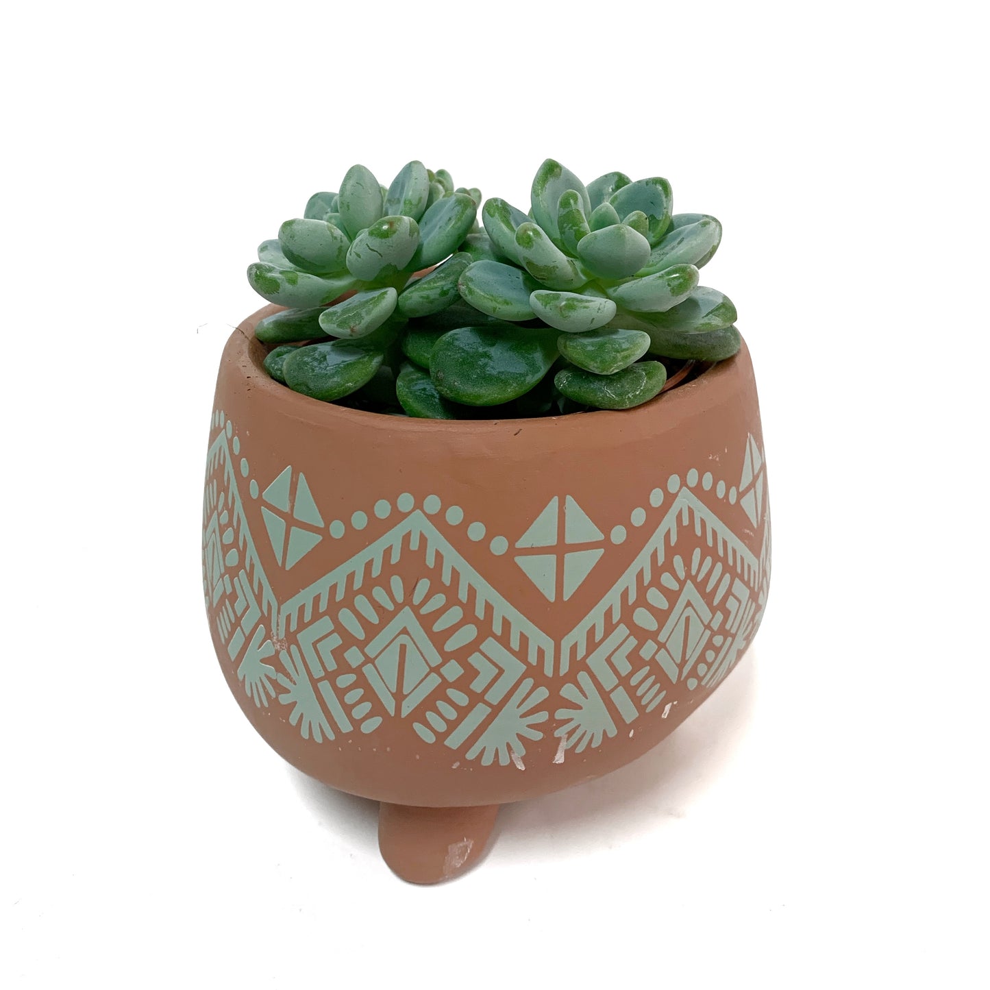 Sedum clavatum | 2,5"