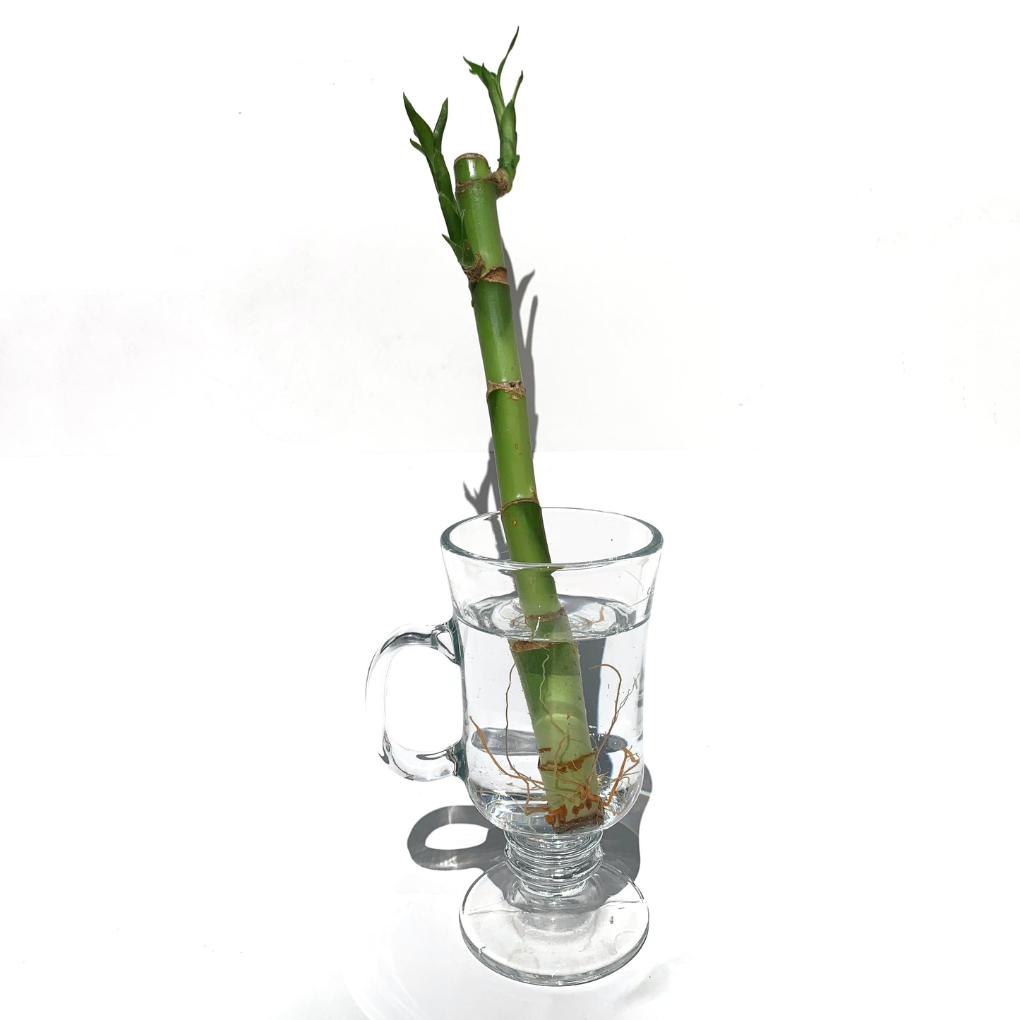 Lucky Bamboo