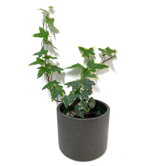 Hedera Helix | 4’’