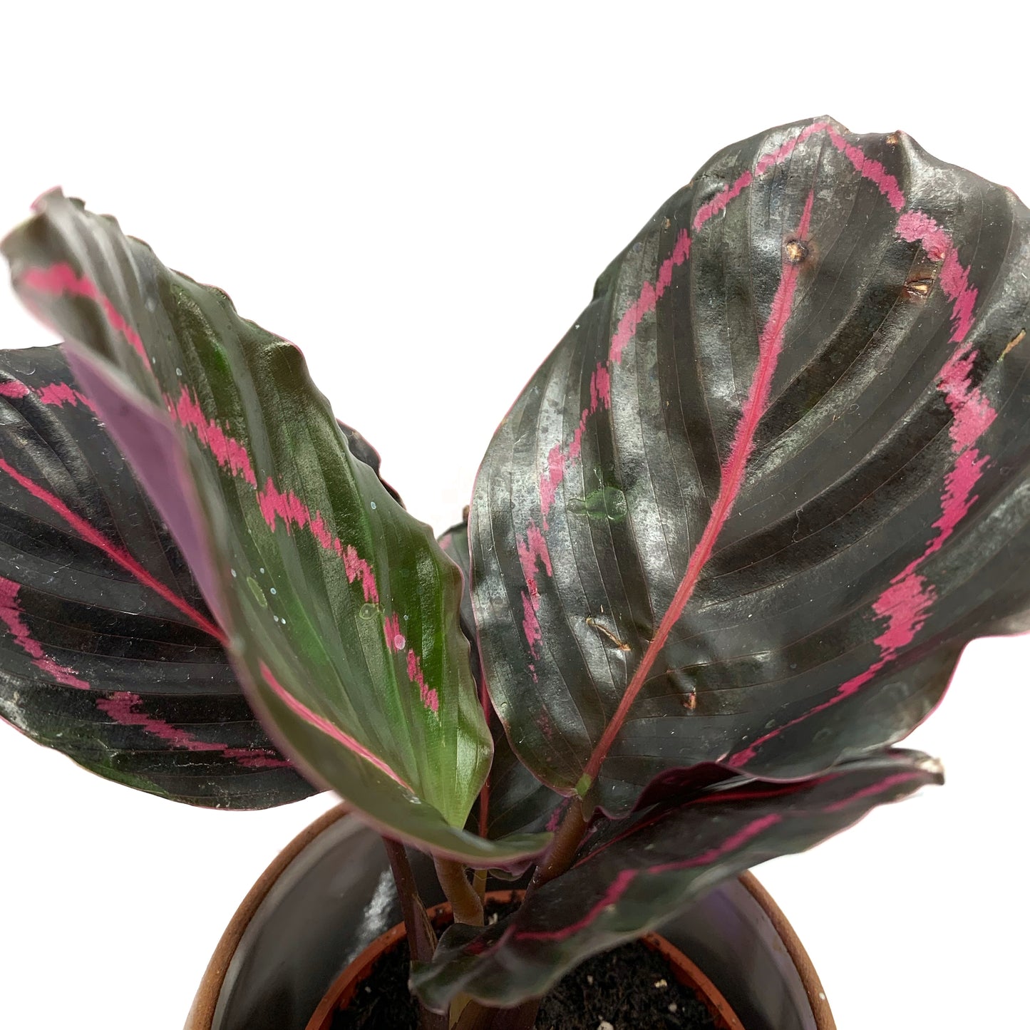 Calathea | 2,5''