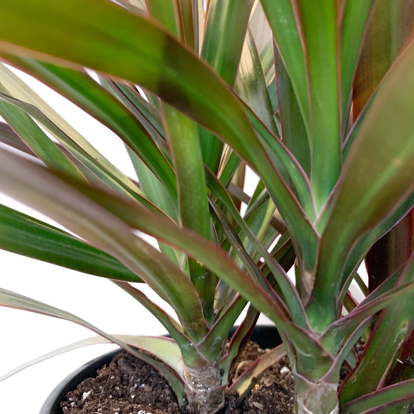 Dracaena Bicolore