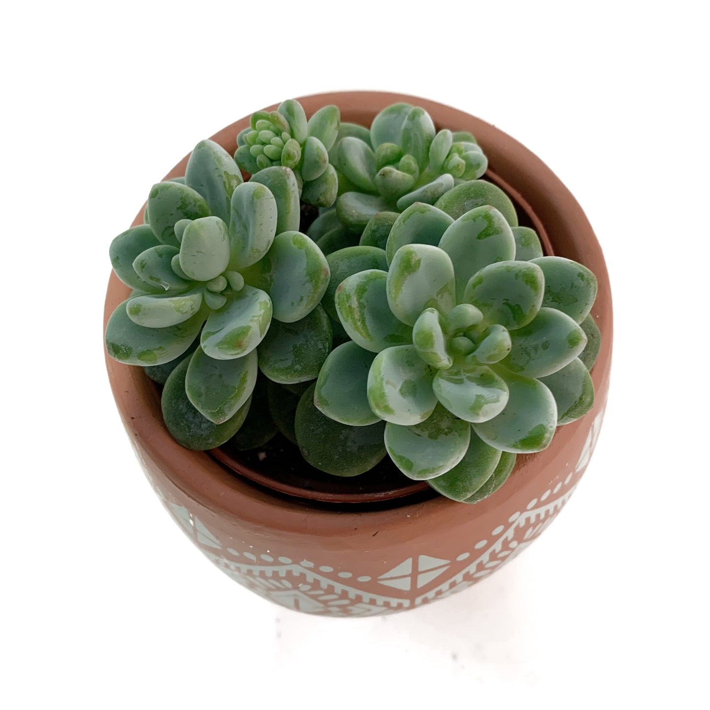 Sedum clavatum | 2,5"