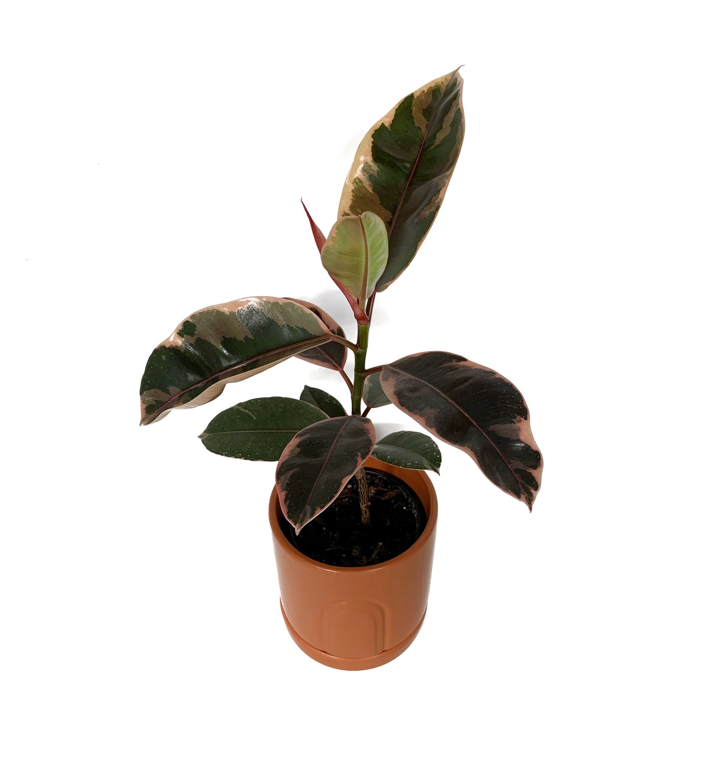 Ficus Elastica “Ruby”