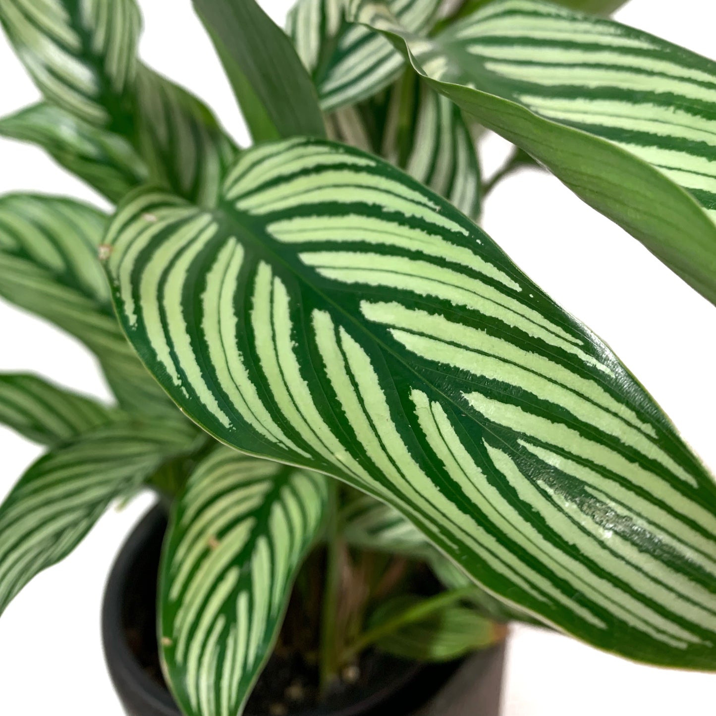 Calathea Vittata