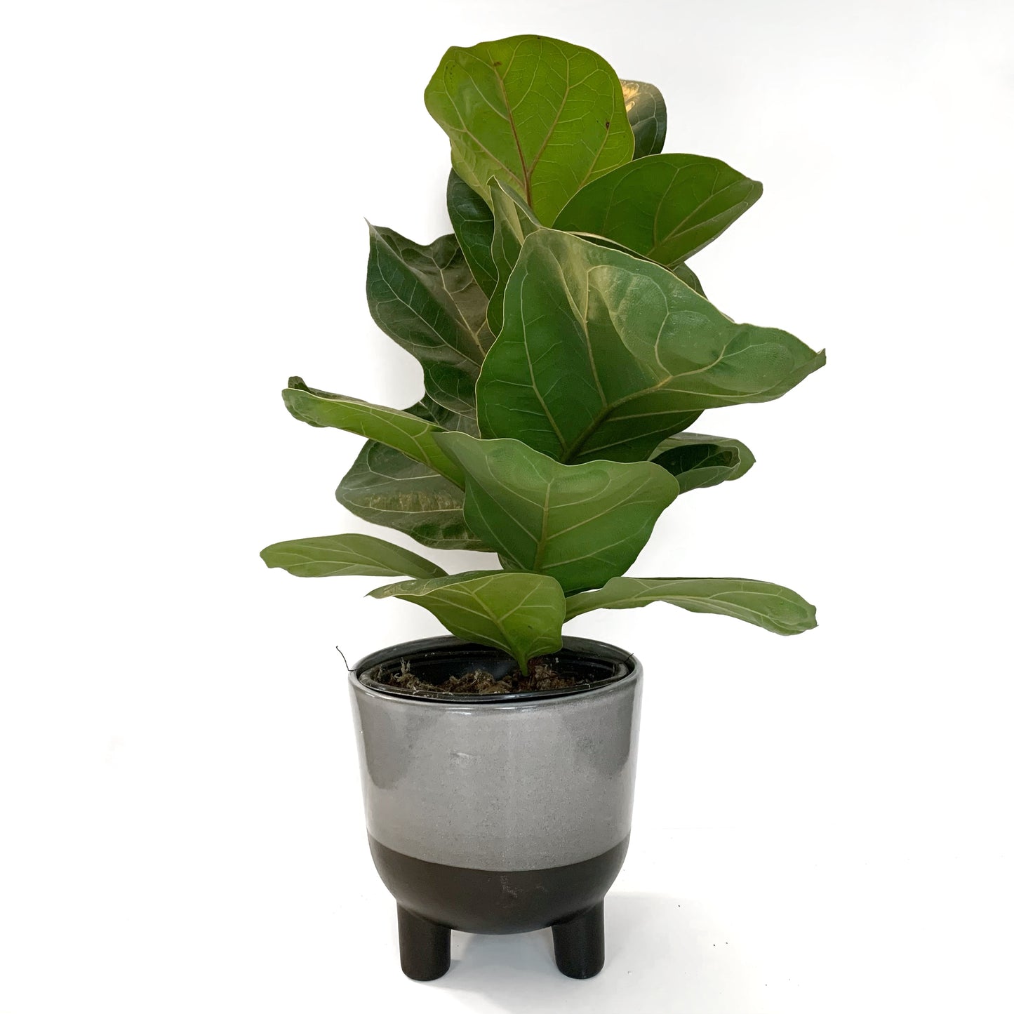 Ficus Lyrata bambino