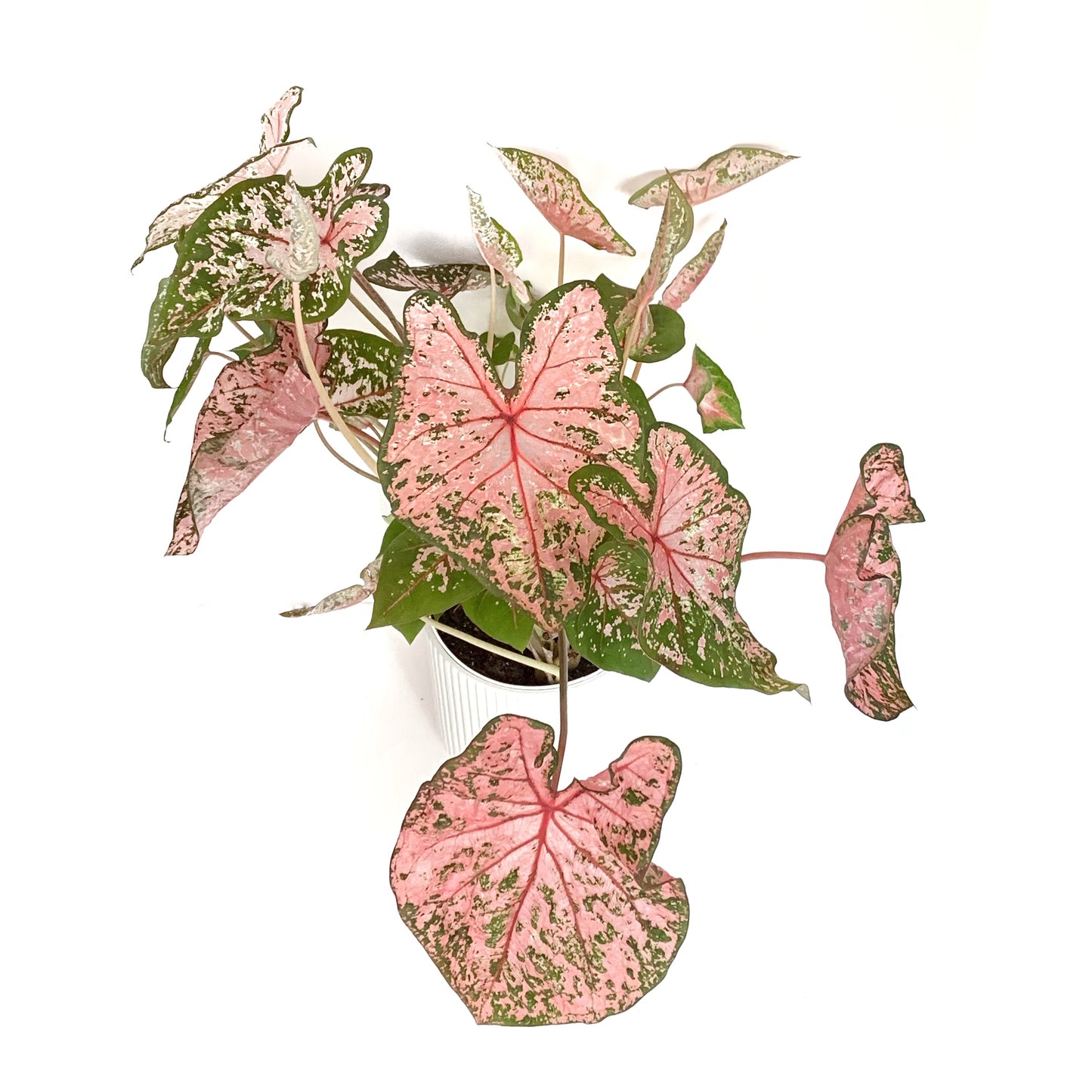 Caladium | 5”