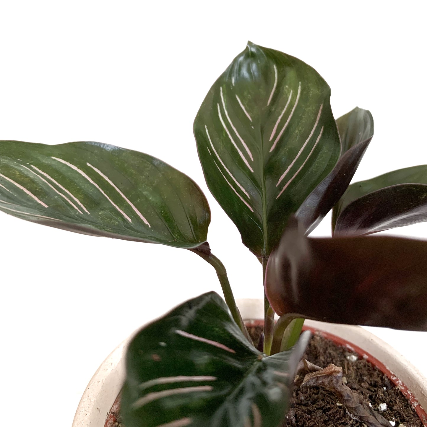 Calathea Ornata | 2,5’’