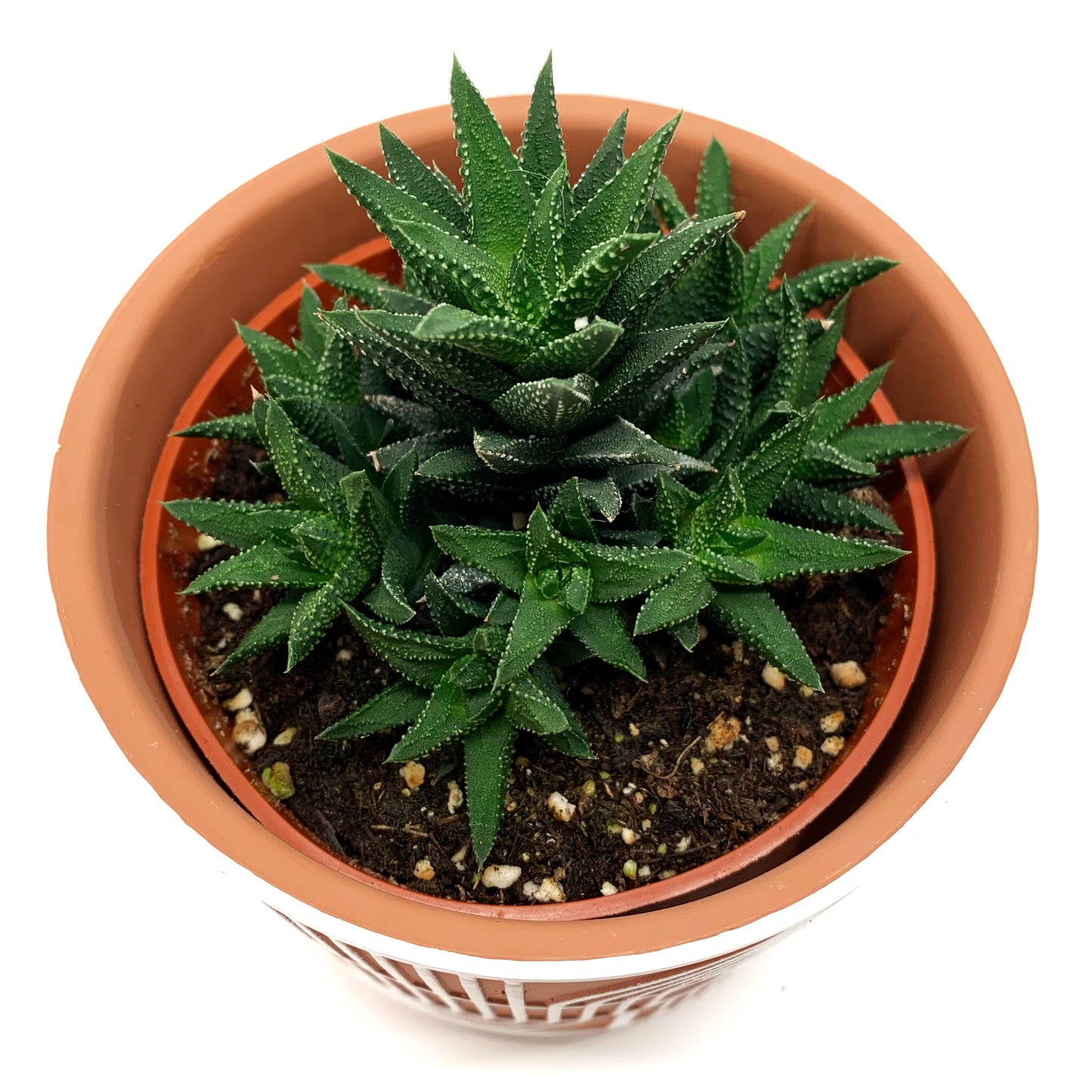 Haworthia 4’’