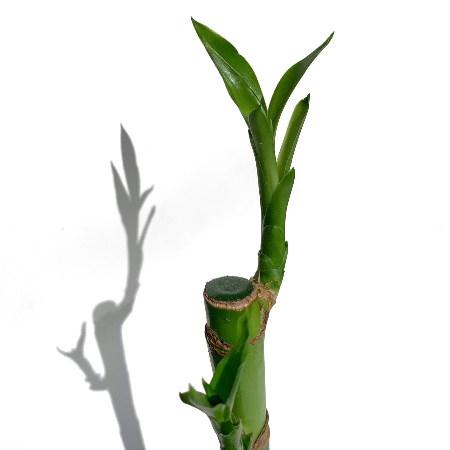 Lucky Bamboo