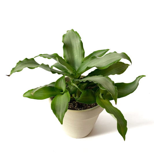 Tradescantia Silver Spathacea | 4’’