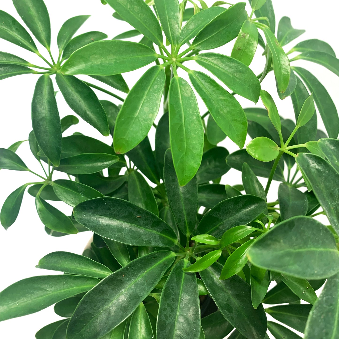 Schefflera arborocola | 4”