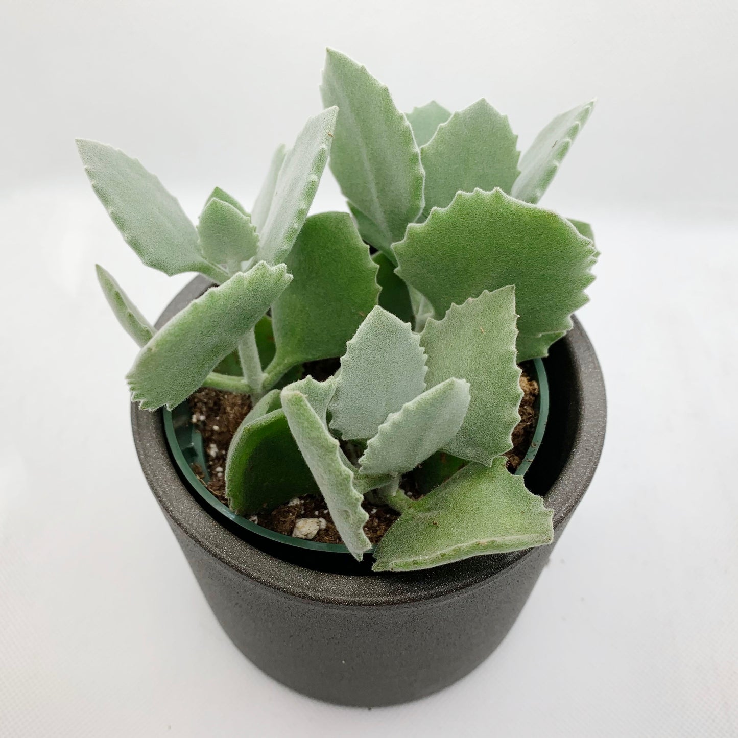 Kalanchoe millotii | 4"