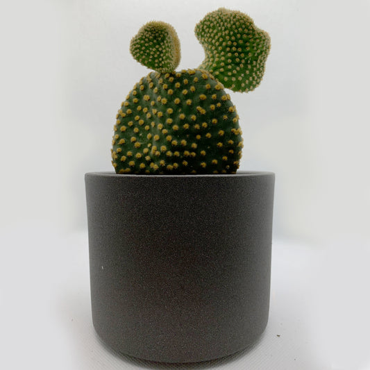 Opuntia microdasys | 4"