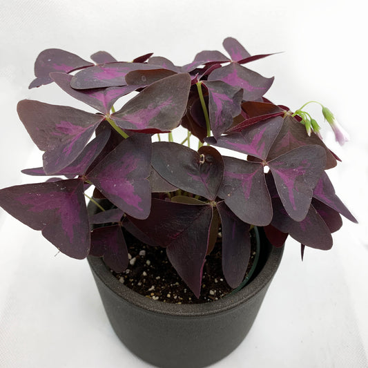 Oxalis Triangularis ‘Purpurea’