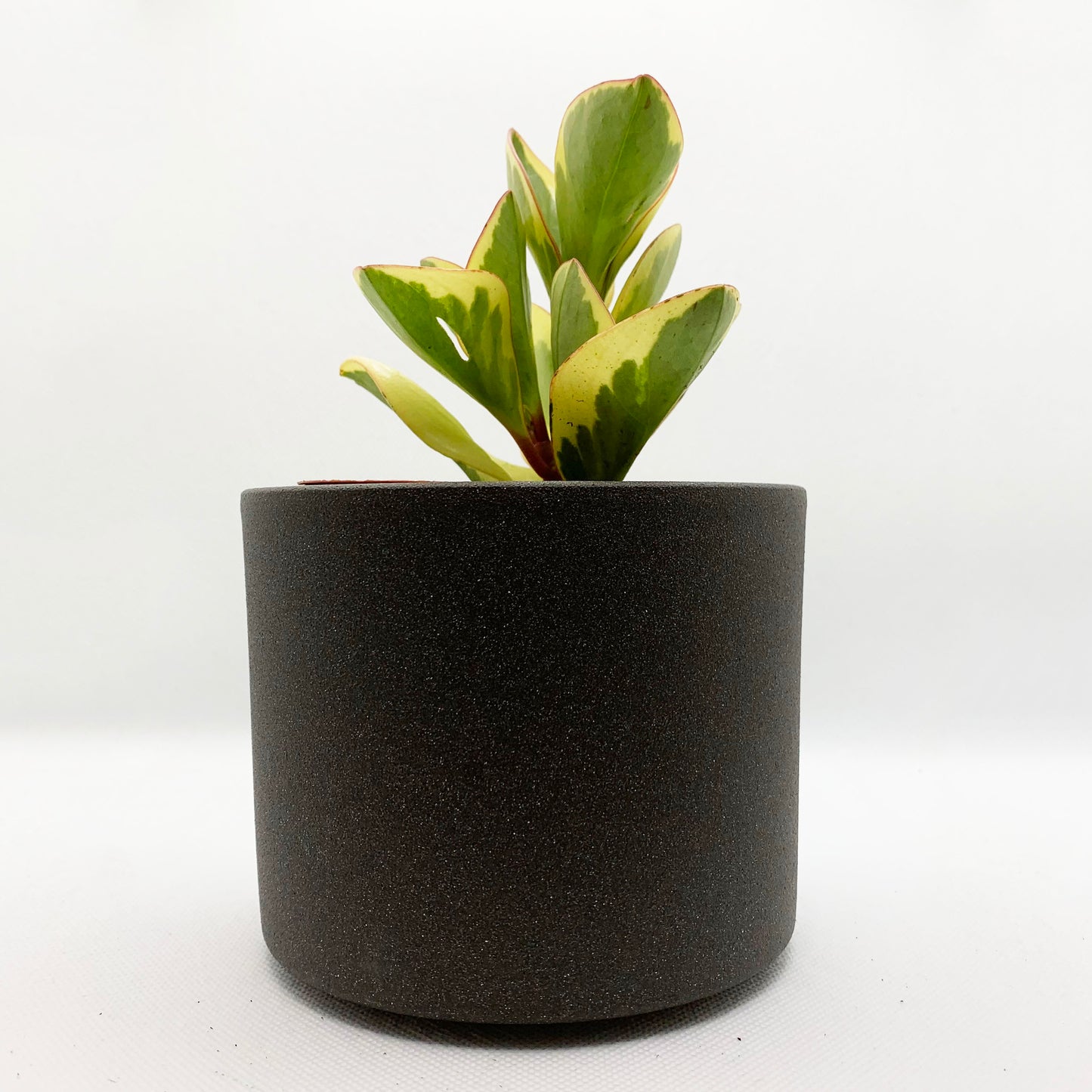 Peperomia | 3,5’’