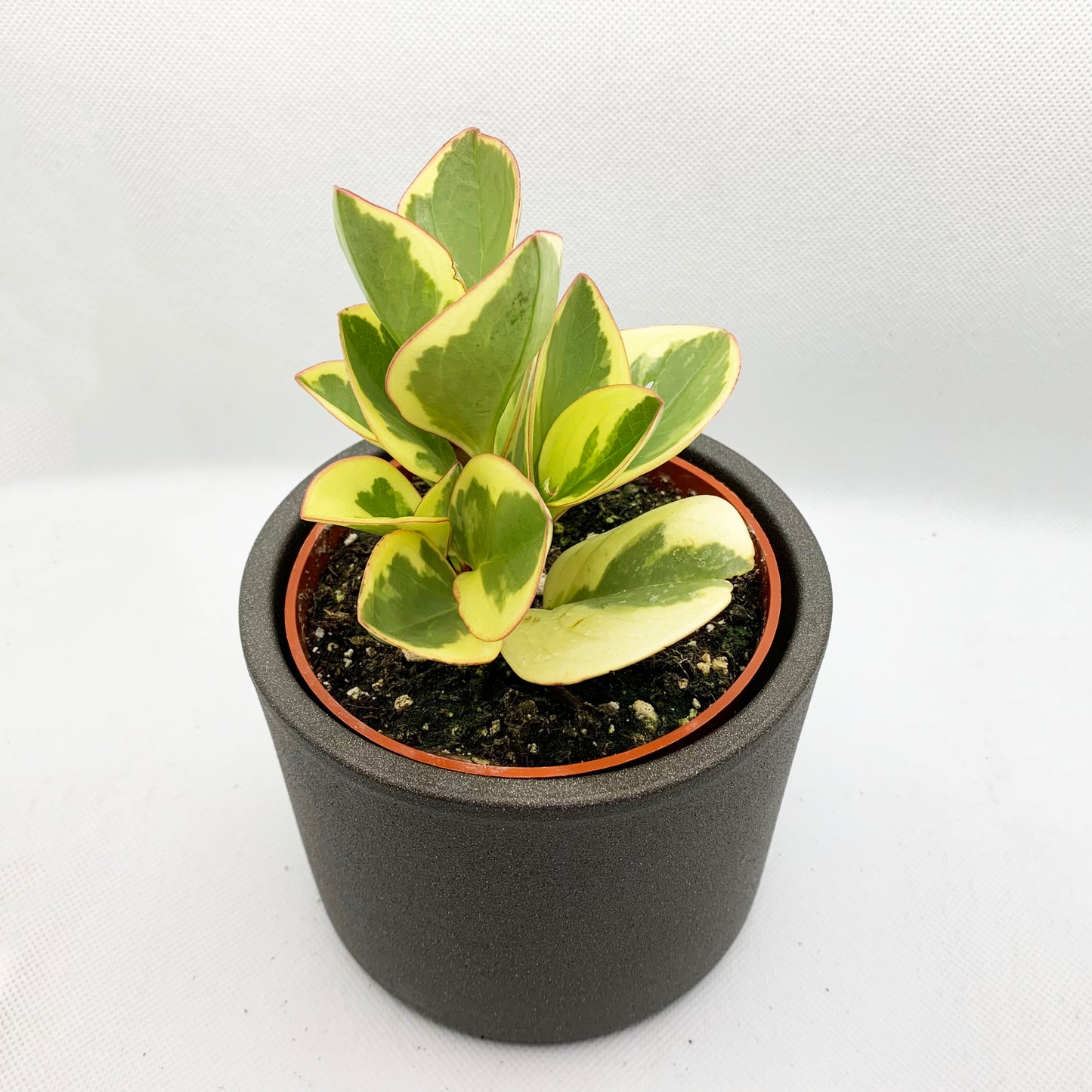 Peperomia | 3,5’’